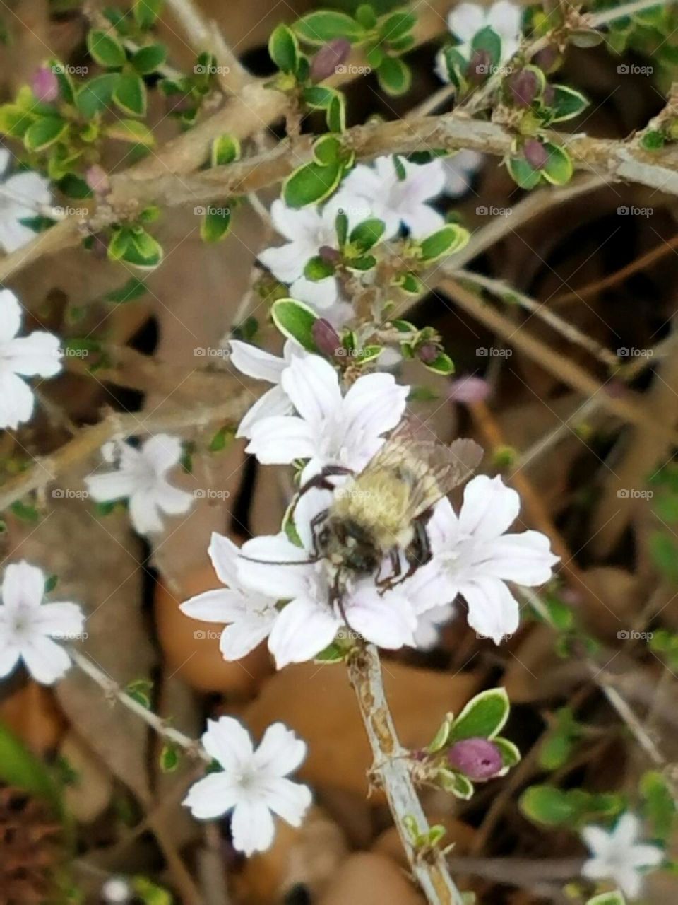 working bumblebee