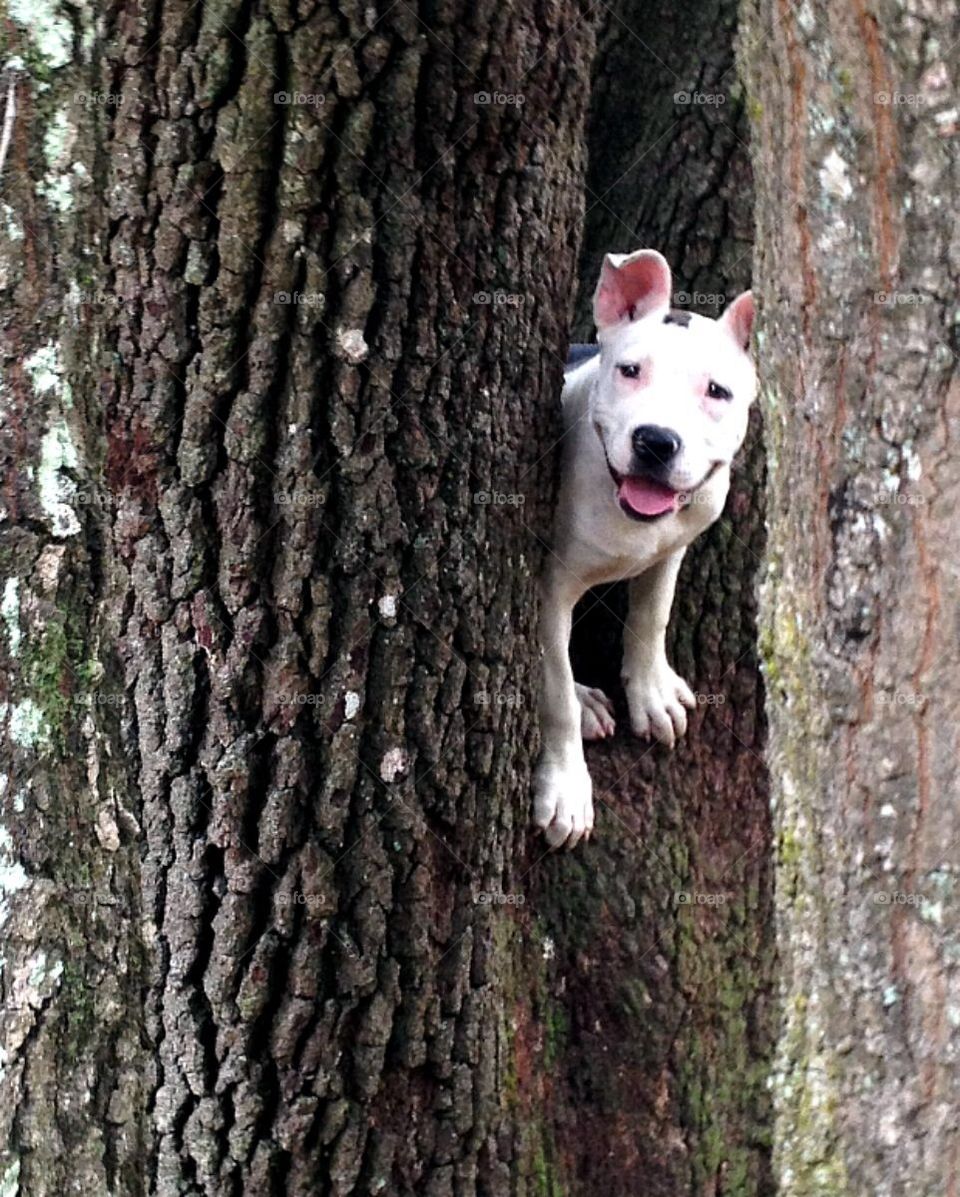 Dog in tree