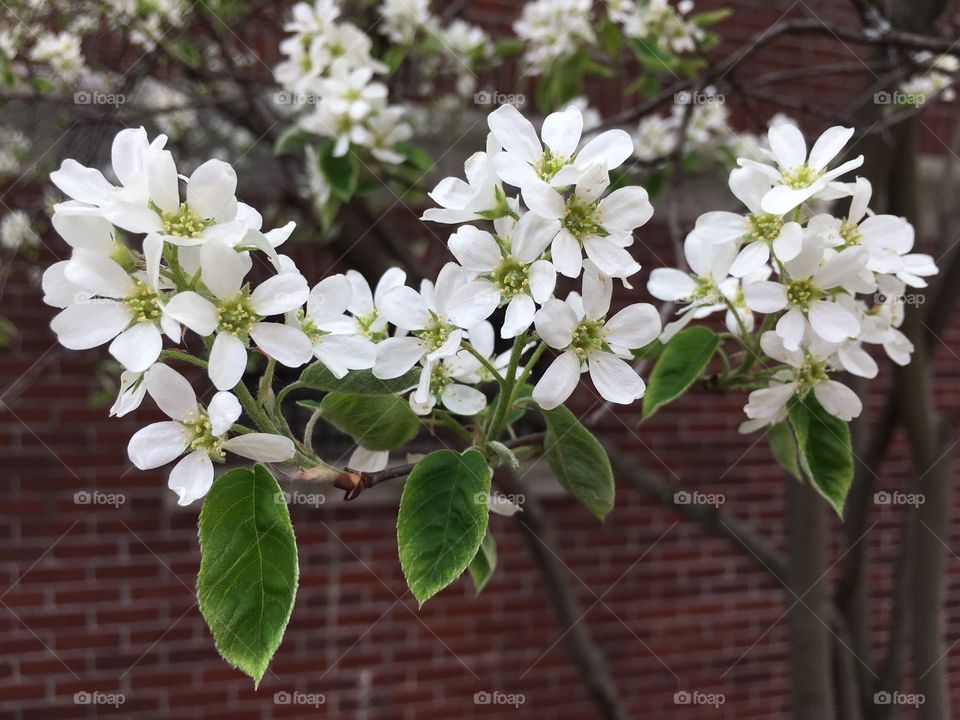 Delicate blossom