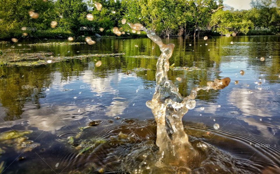 Water in Motion After Dropping  a Rock in a Pond