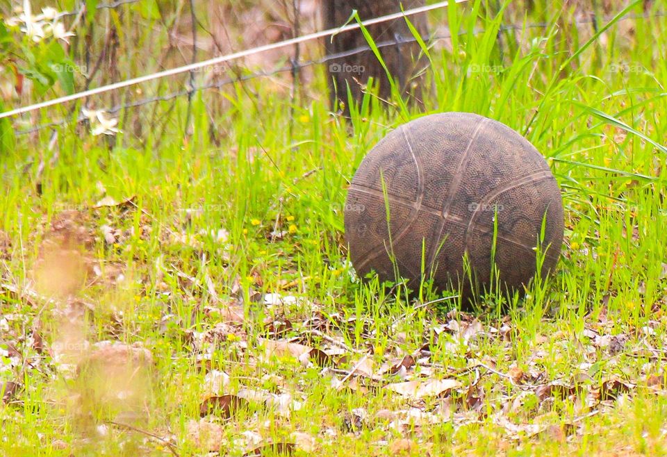 Lonely basketball sitting at the bottom of a a green garden hill at the beginning of spring just as the cold weather subsides