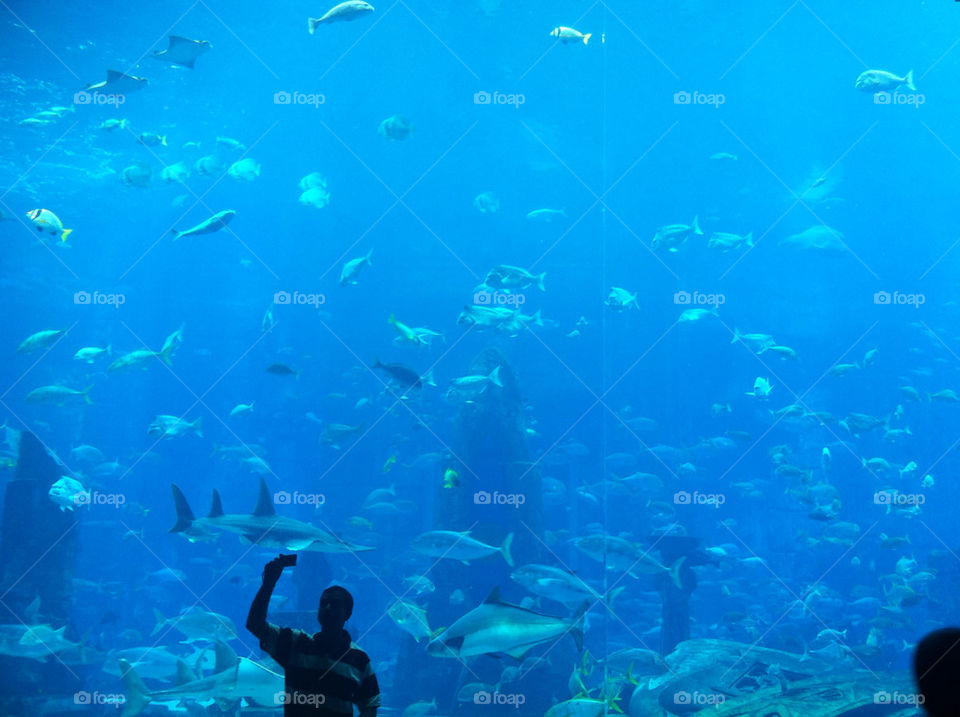 ocean blue fish aquarium by noel_