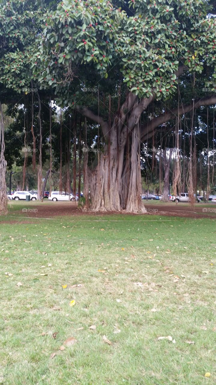 Hawaiian Banyan Trees