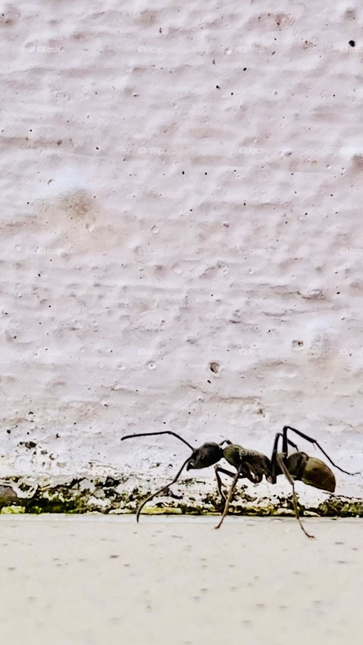 Ant