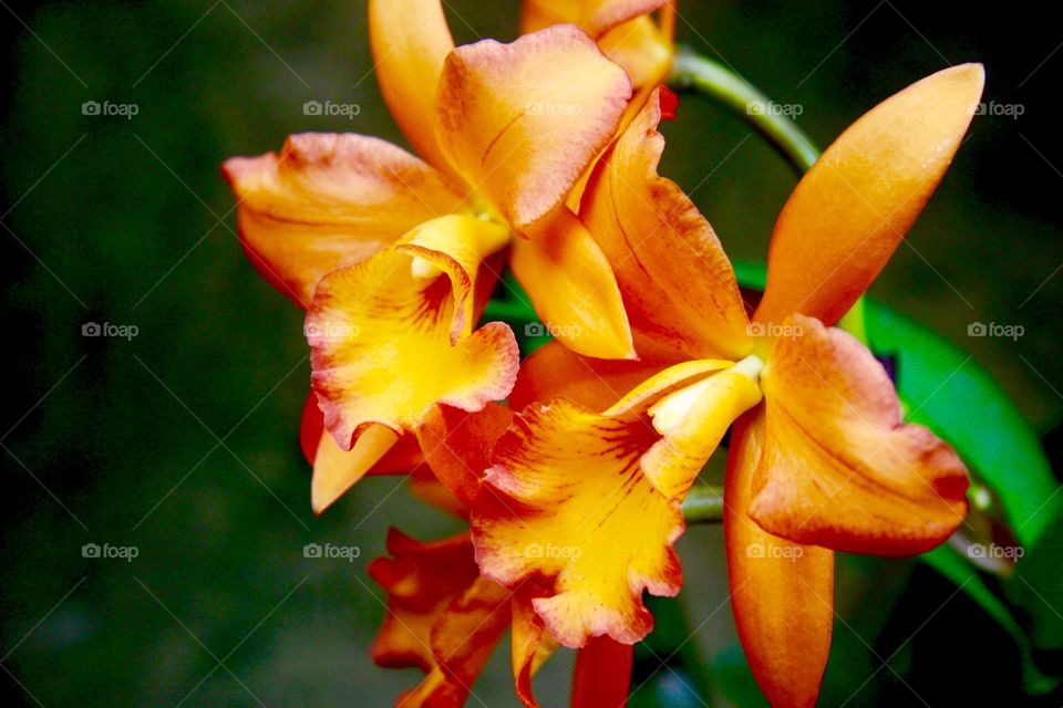 Orchids in orange 