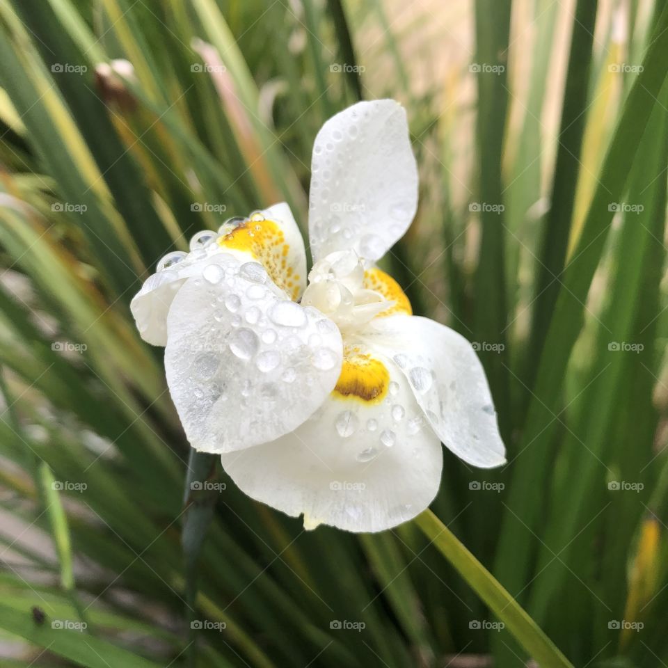 Orquídea 