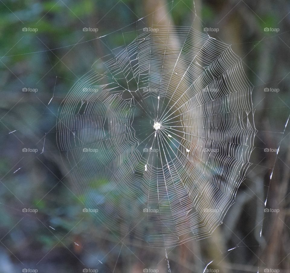 Broken Spiderweb