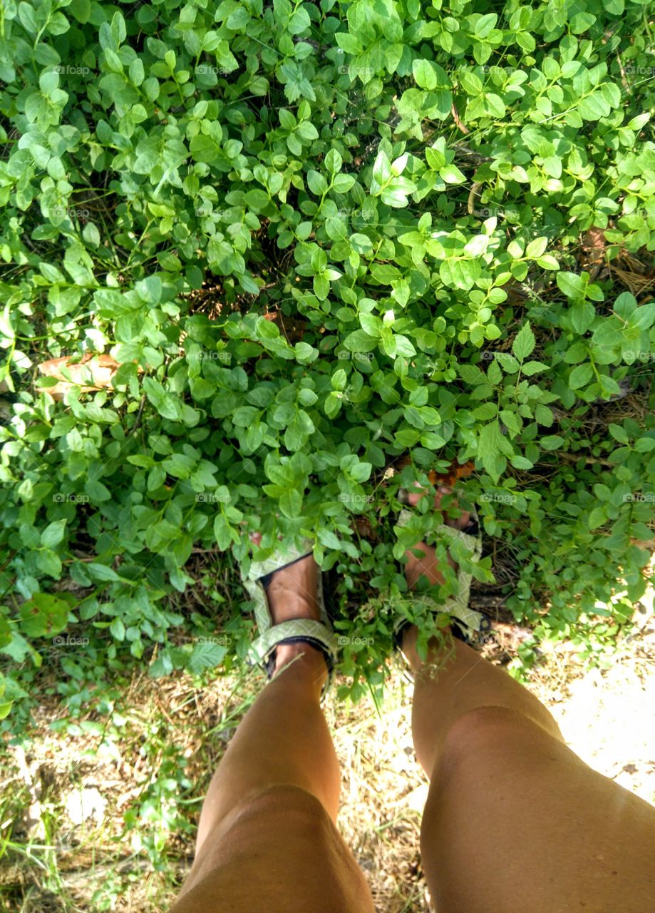 female legs on a green leaves summer time top view