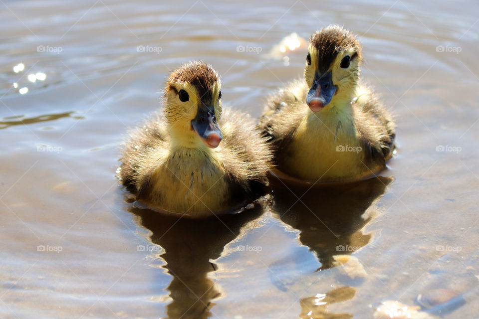 baby duckling swimming