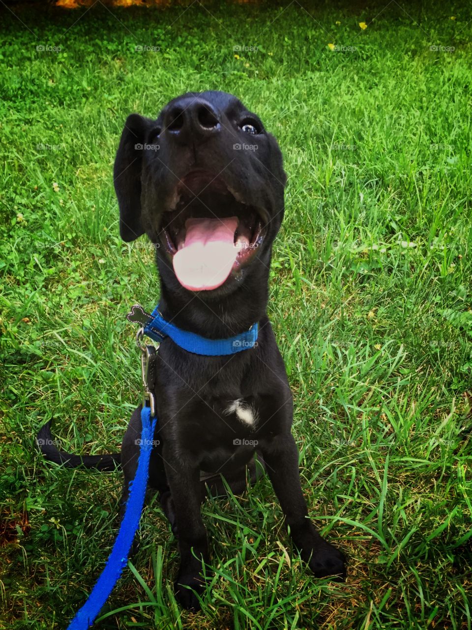 Black puppy with a blue collar and leash looking very happy looking at the lens while sitting on grass