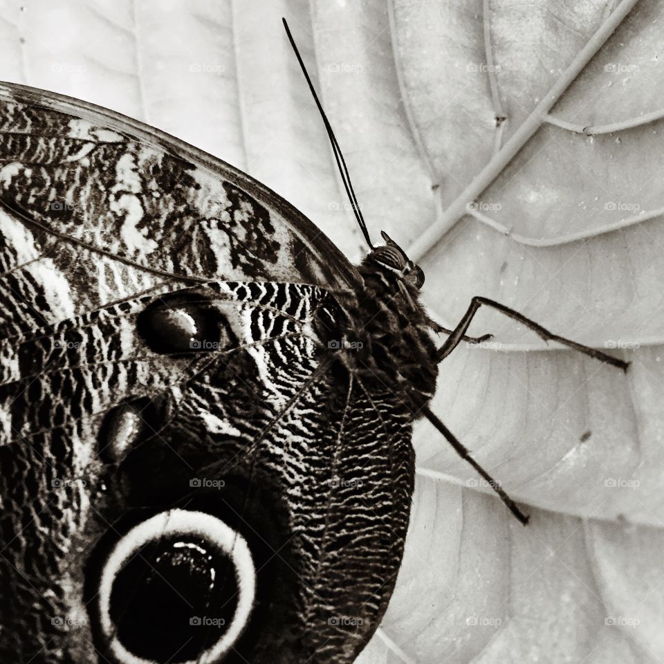 Owl butterfly macro in black and white