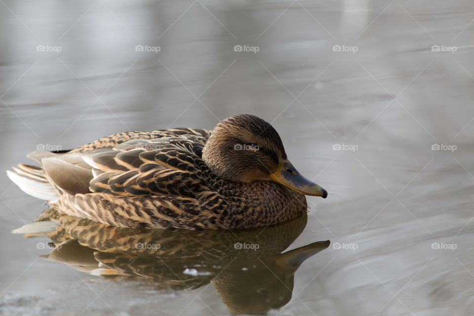 Female Mallard floating in a lake