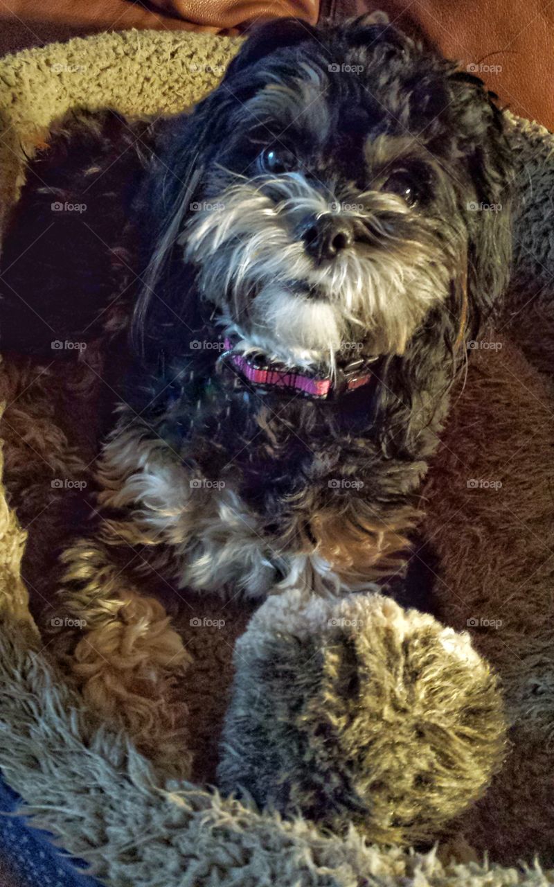 Cute Dog With Hedgehog Toy