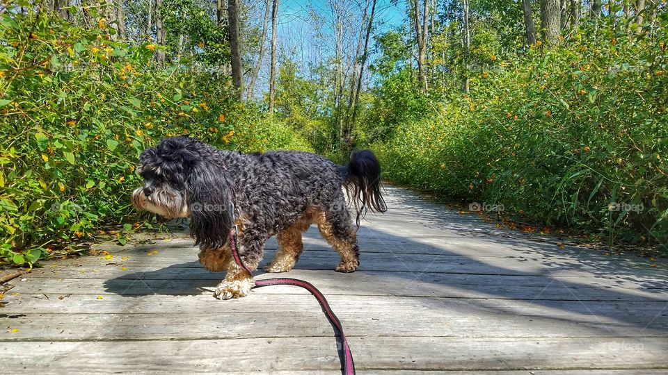 Day at the Park