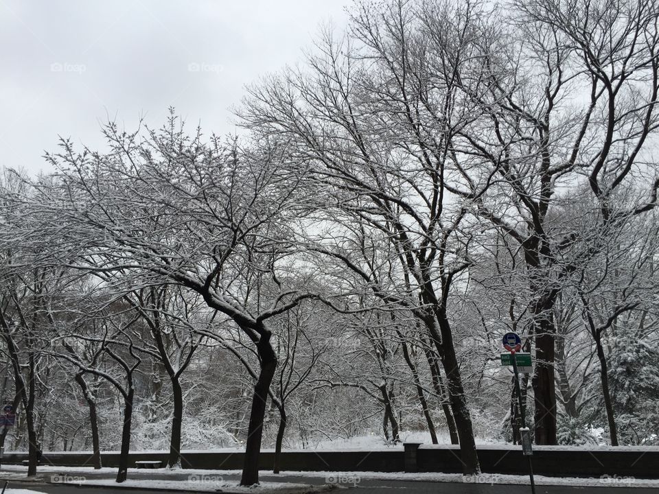 Tree, Winter, Branch, Landscape, Season