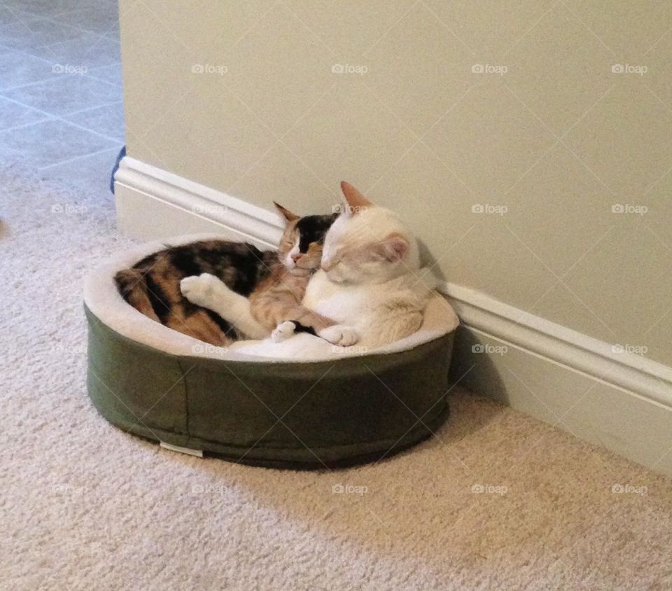 Our two, sweet little kittens sharing a loving embrace while taking a afternoon nap together. 