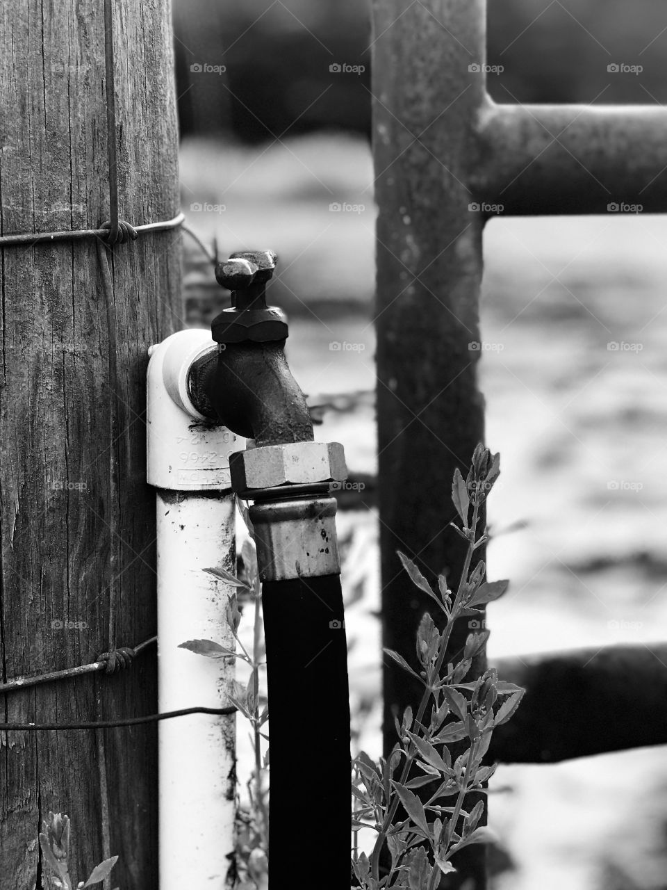 Over a span of many years, by the turn of the handle, this single water faucet has been used to cool off and quench the thirst of multitudes of plants, animals and people from the South Georgia heat in the woods.