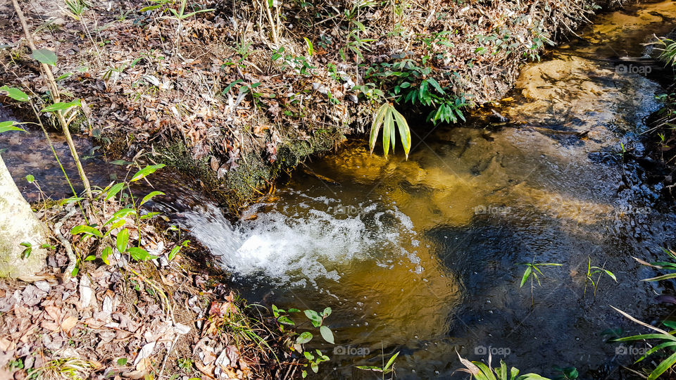 Water, Nature, No Person, River, Leaf