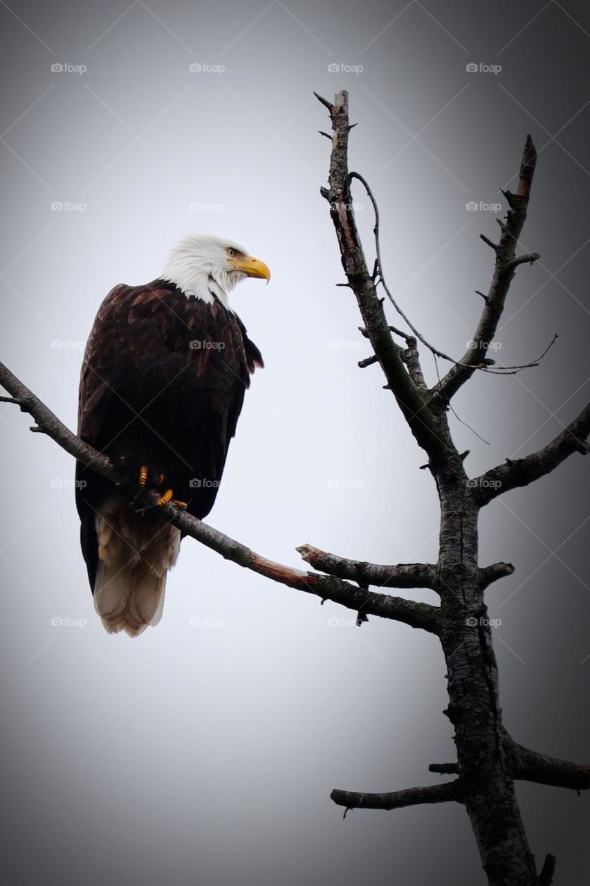 Perching high above, a mature bald eagle looks out over the landscape on a cloudy afternoon. Washington State 