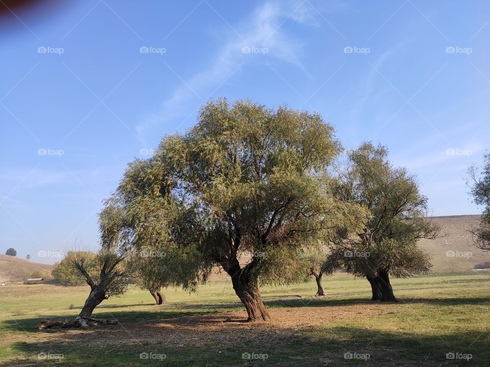 Tree on the field Titel hill Serbia
