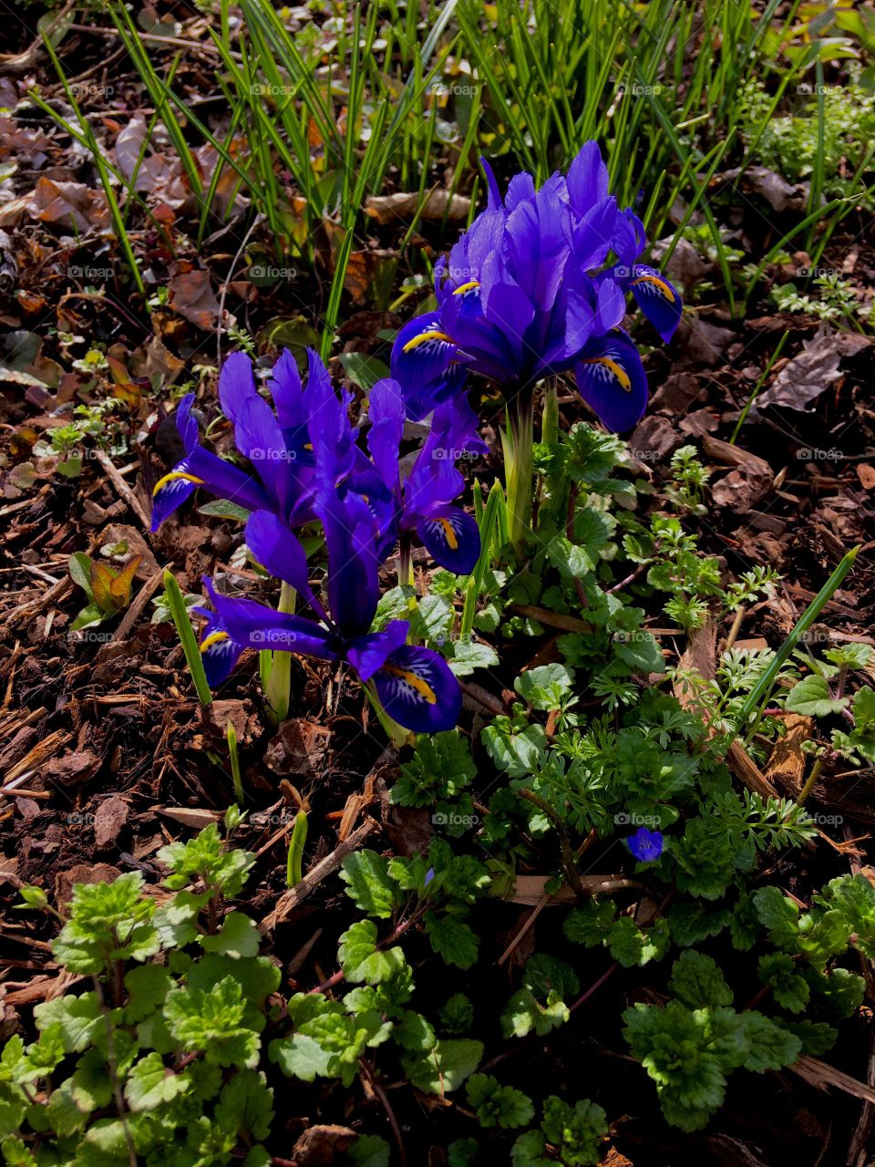 Iris It Was Springtime 