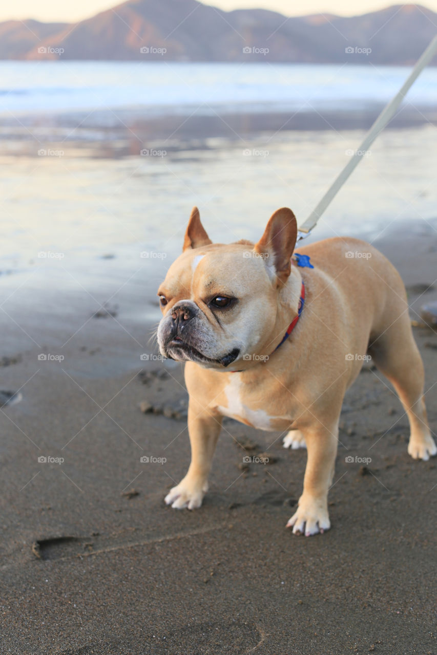 Walking on the beach with this cutie