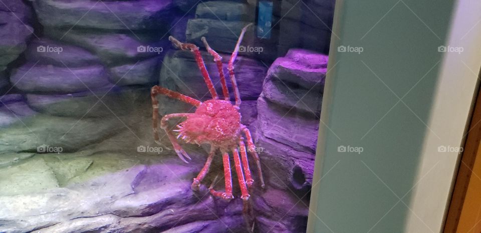 The Giant Japanese Crab