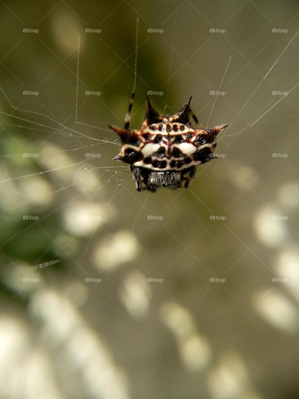 intimate look upon a spider