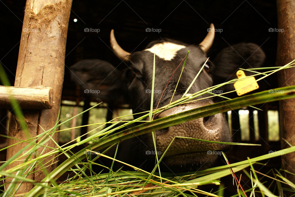 face grass mammals eating by devevo