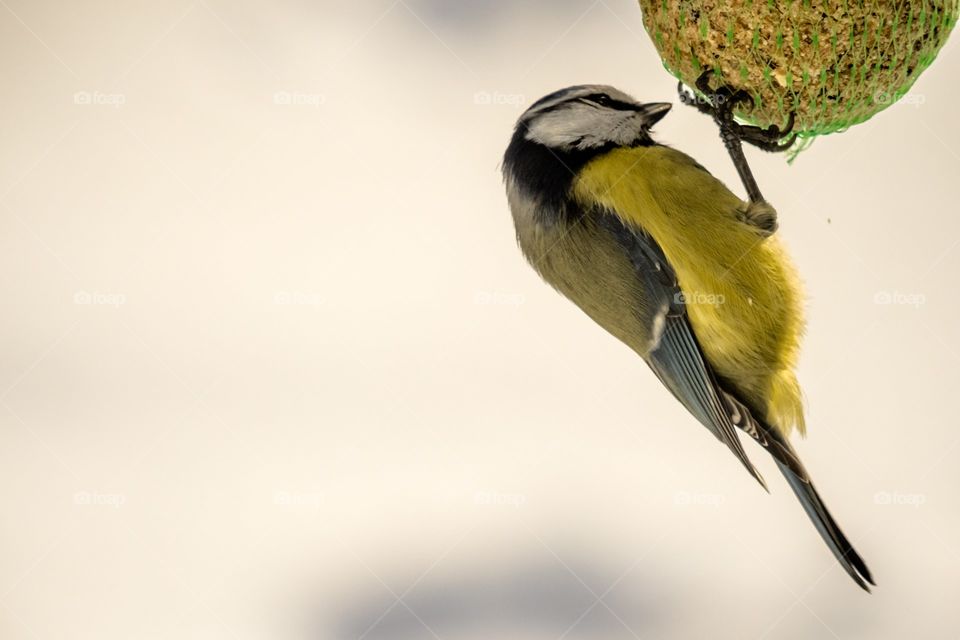 Tit bird3