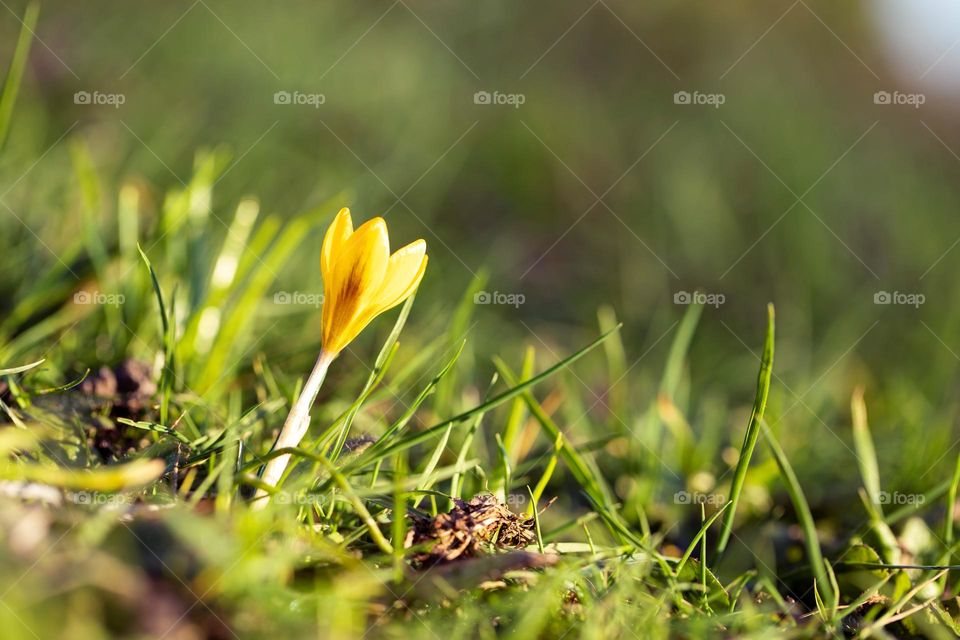 a portrait of a yellow crocus flower standing in the green grass of a lawn during sunset golden hour.
