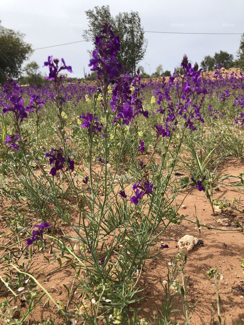 Beautiful mauve flowers in the field