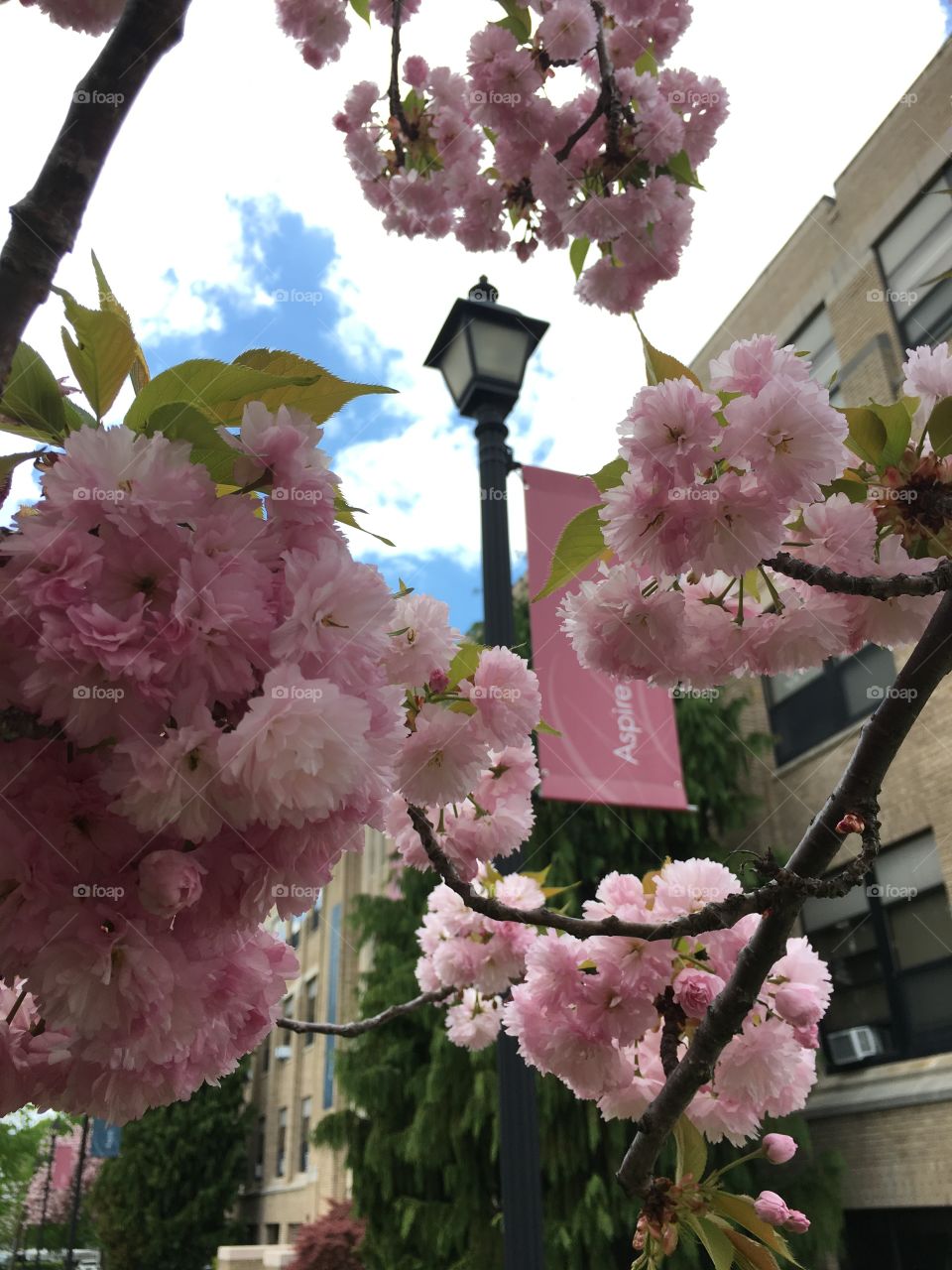 Japanese ornamental cherry 