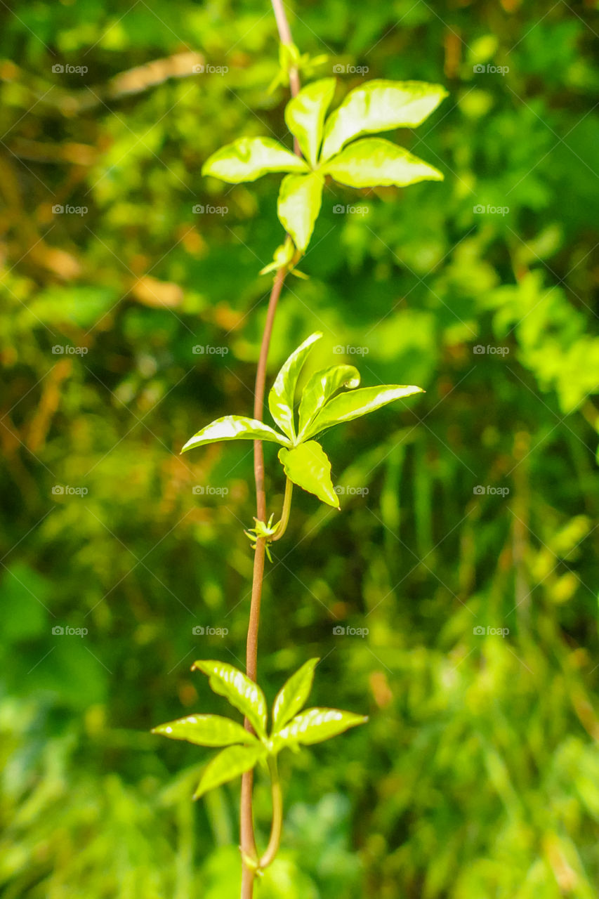 Beautiful grass, leaf closeup photography