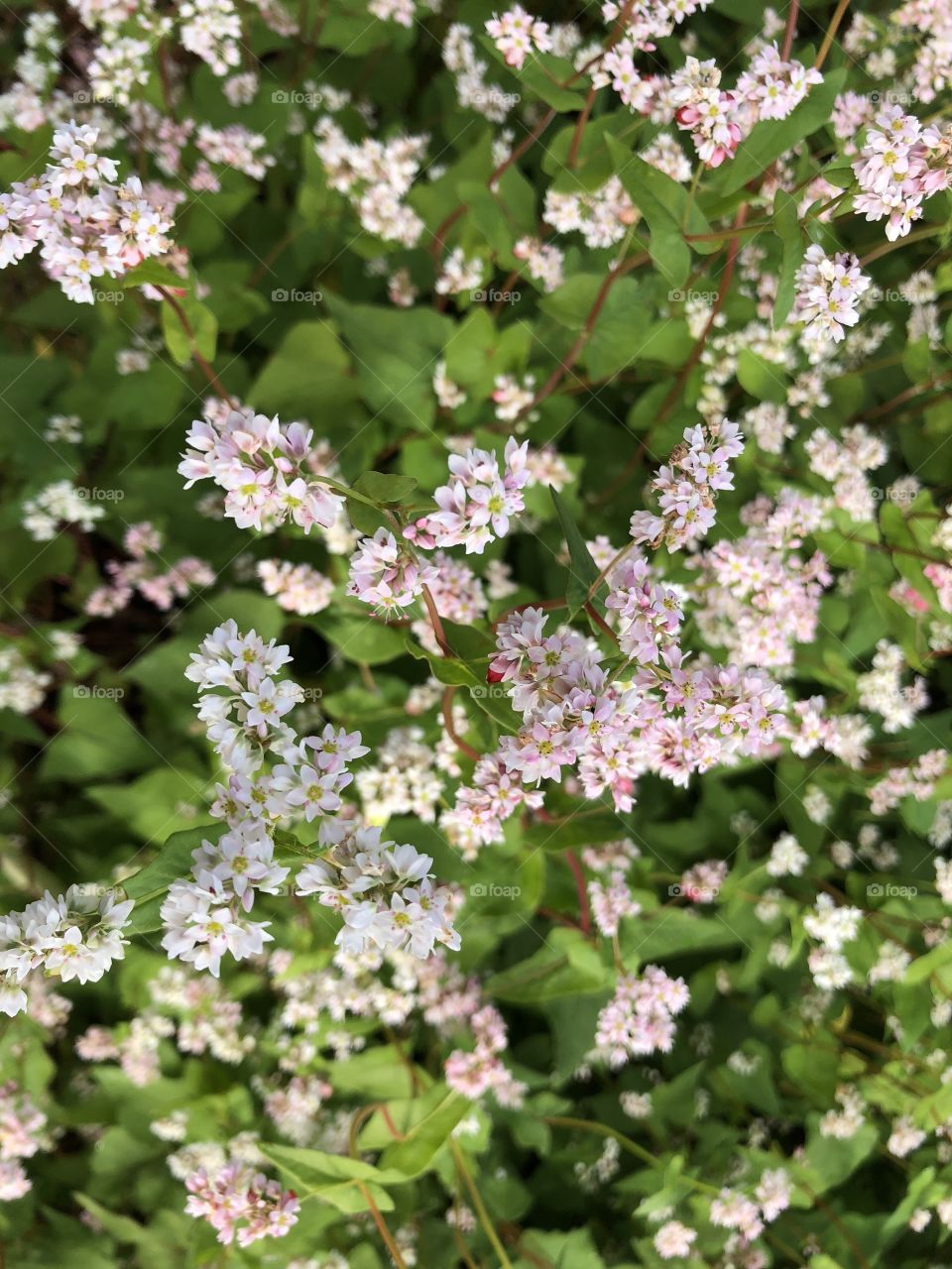 buckwheat flower