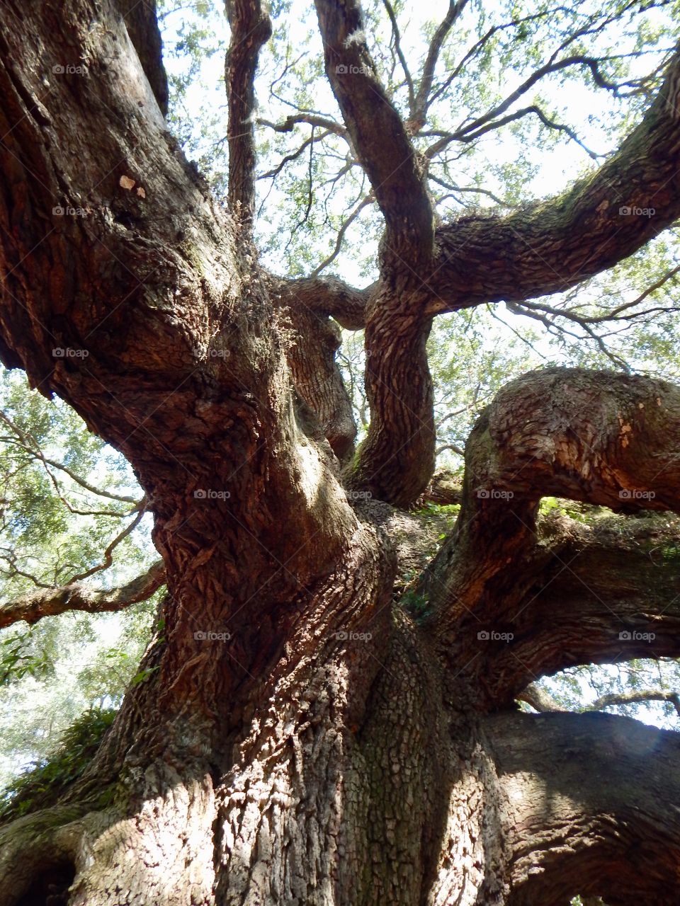 Live Oak Trunk