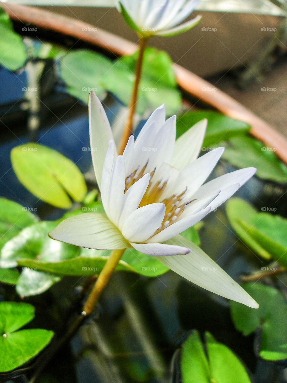 Lotus water lily