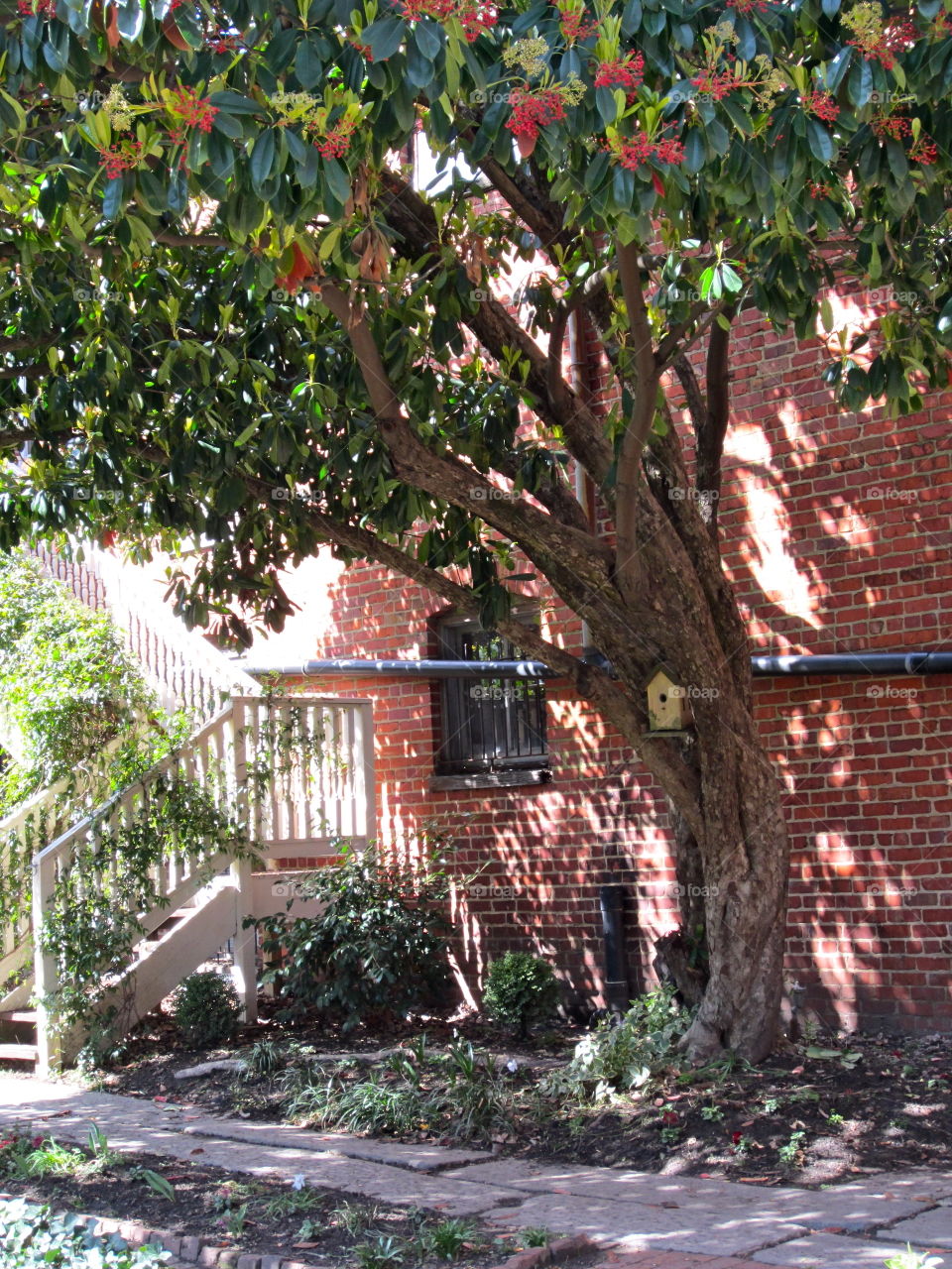 Tree, Garden, No Person, Leaf, House