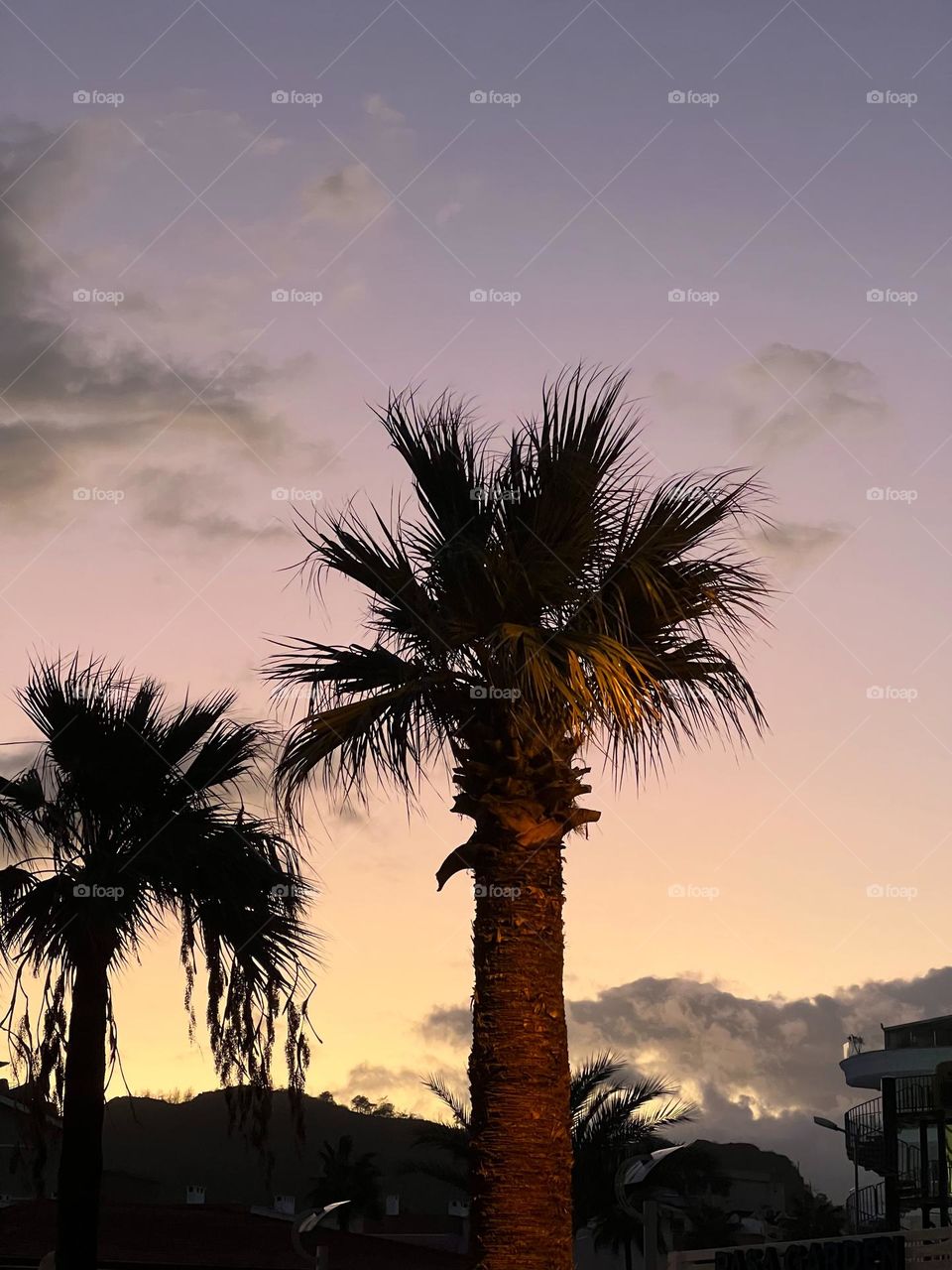 Palms in a purple sunset