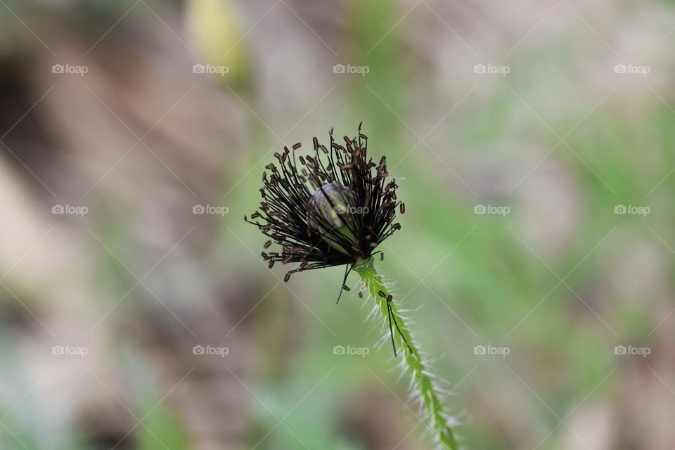 Close up poppy without petals