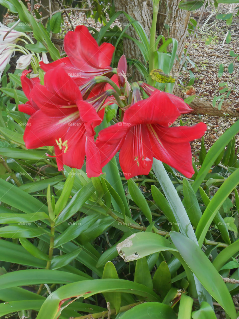 Blooming Amaryllis anong Orchids