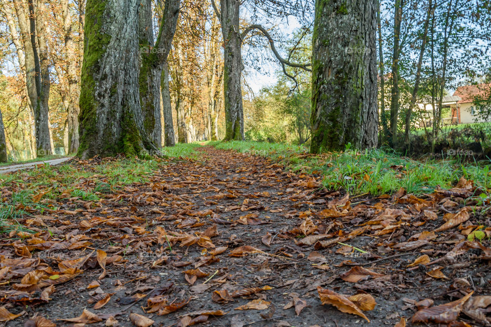 Tree alley at autumn