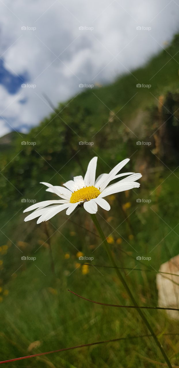 Daisy on mountain