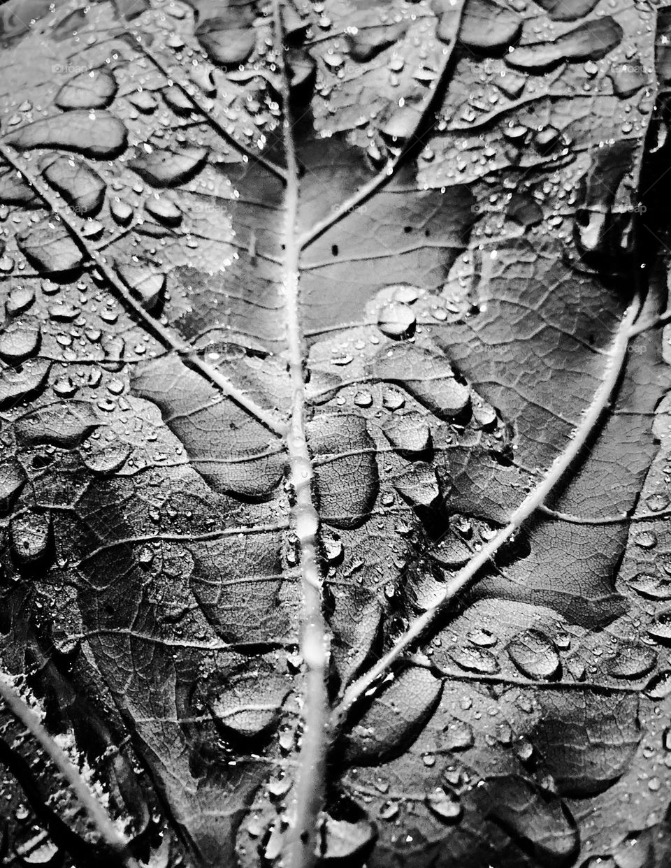 Closeup of a large leaf covered in morning rain.