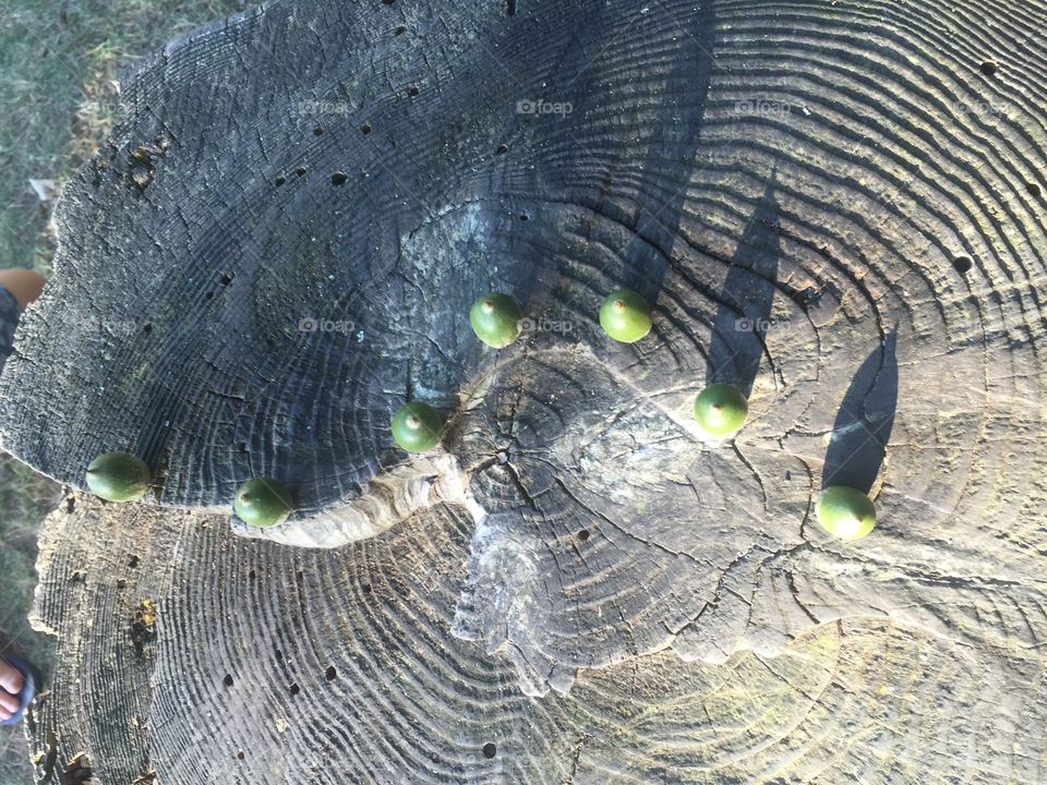Acorns on a stump - nature still life 