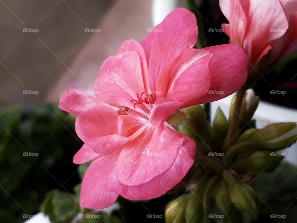 Geranium in full bloom