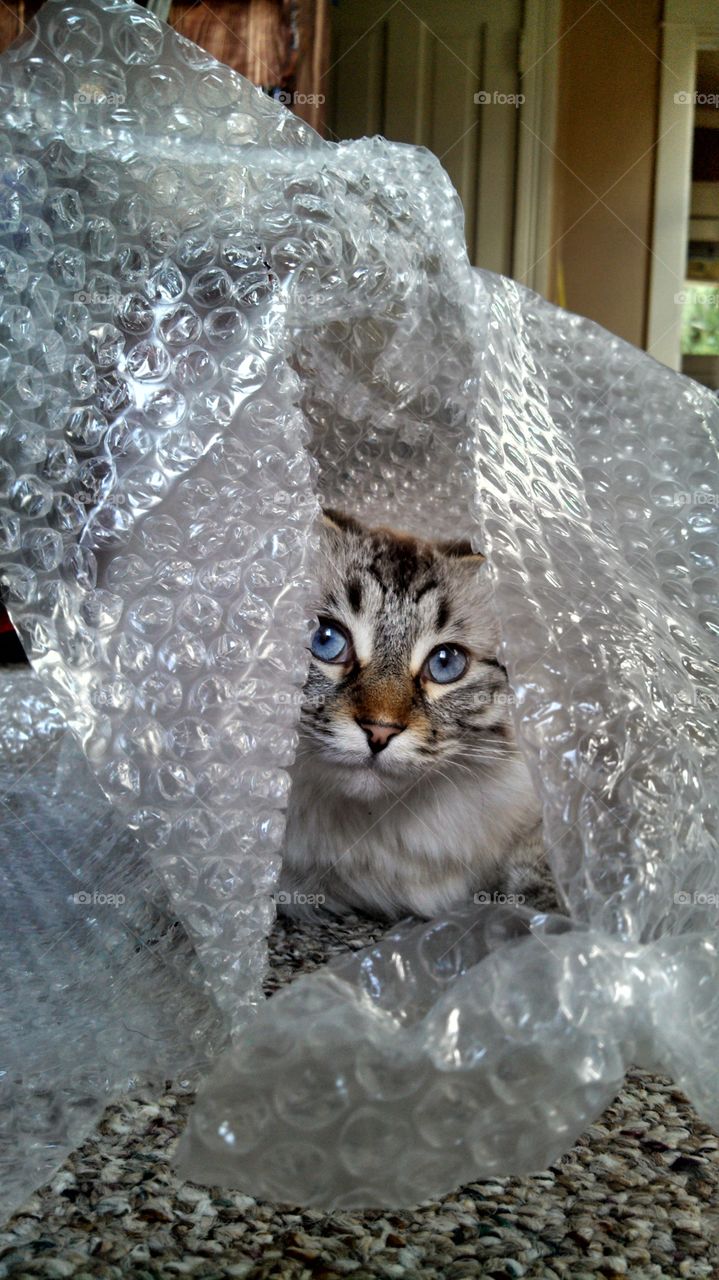 Missi. Just a kitten loving some bubble wrap.