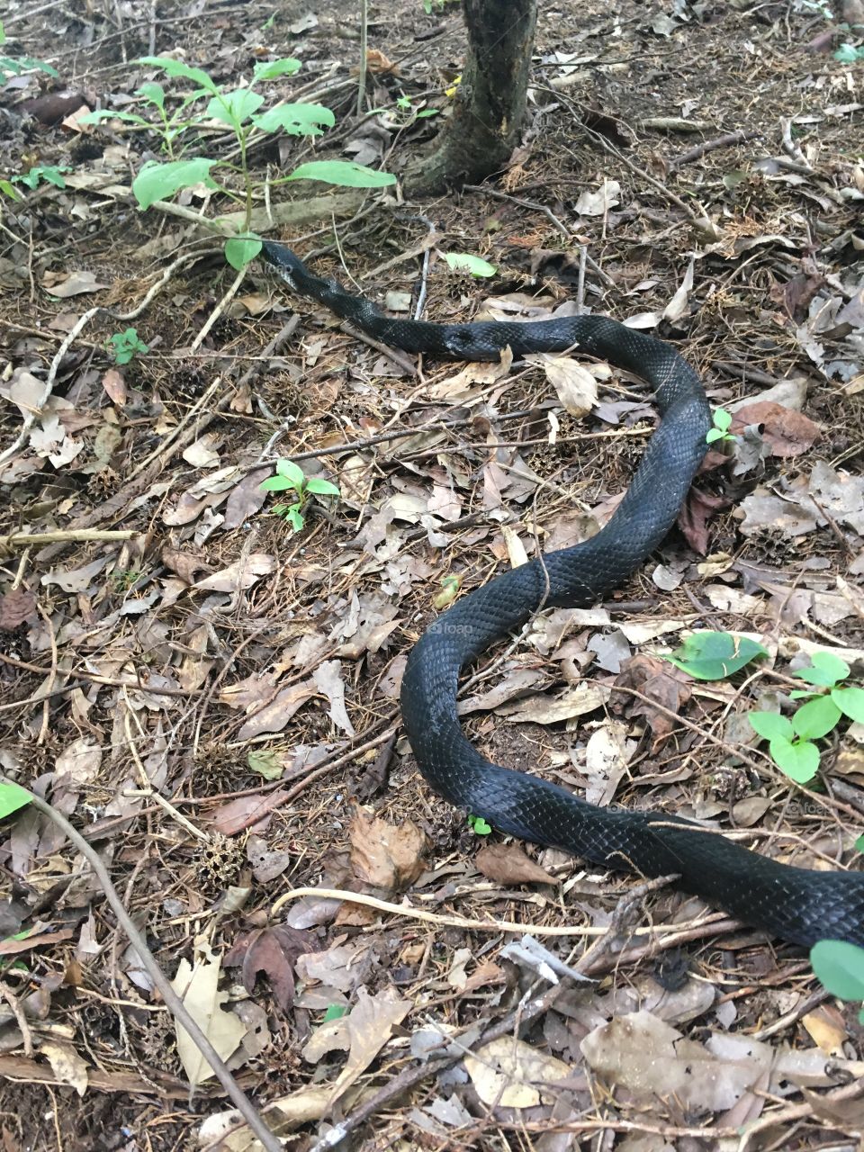 Black rat snake 