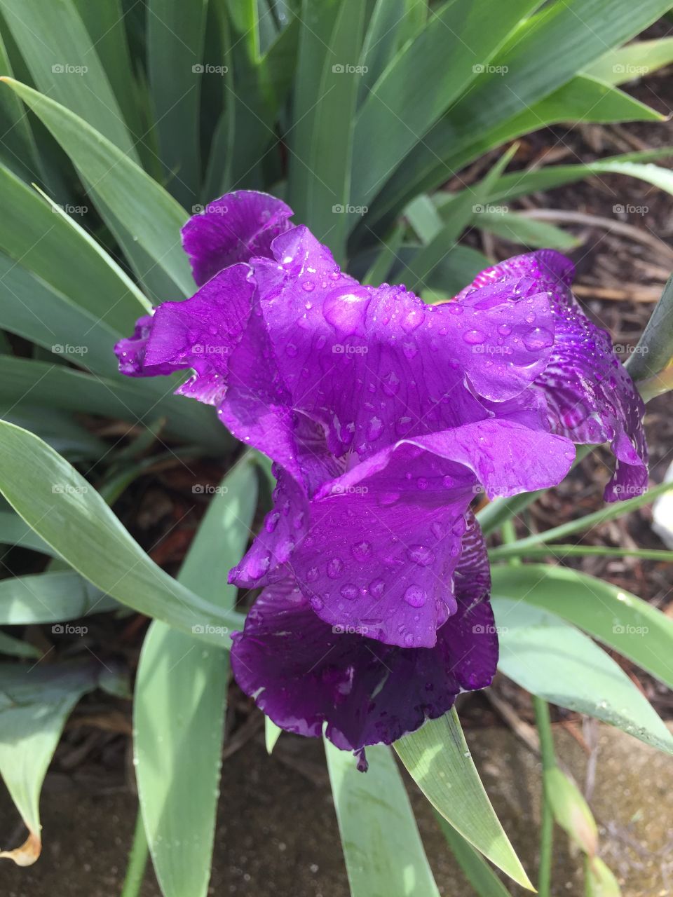 Purple flower with dew 