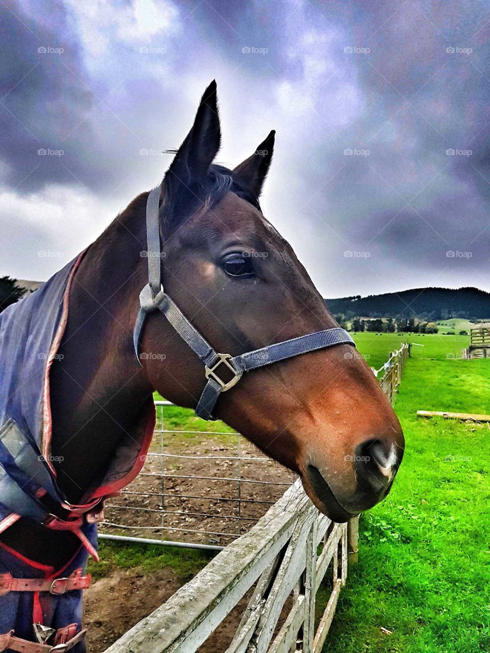 A young thoroughbred race horse looks on as the farmer gets the hay. Will soon be broken in to race.